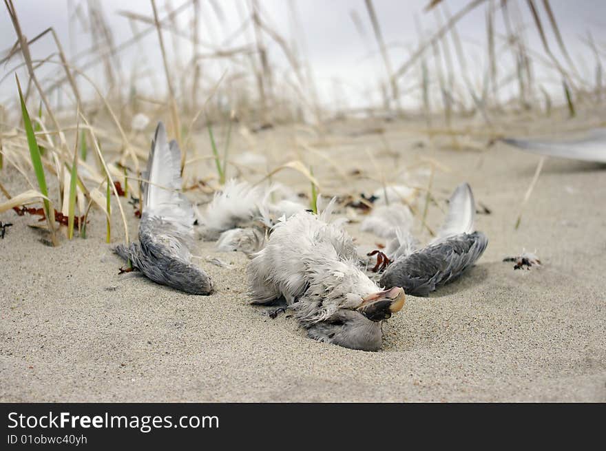 Dead seagull on the dusty sand