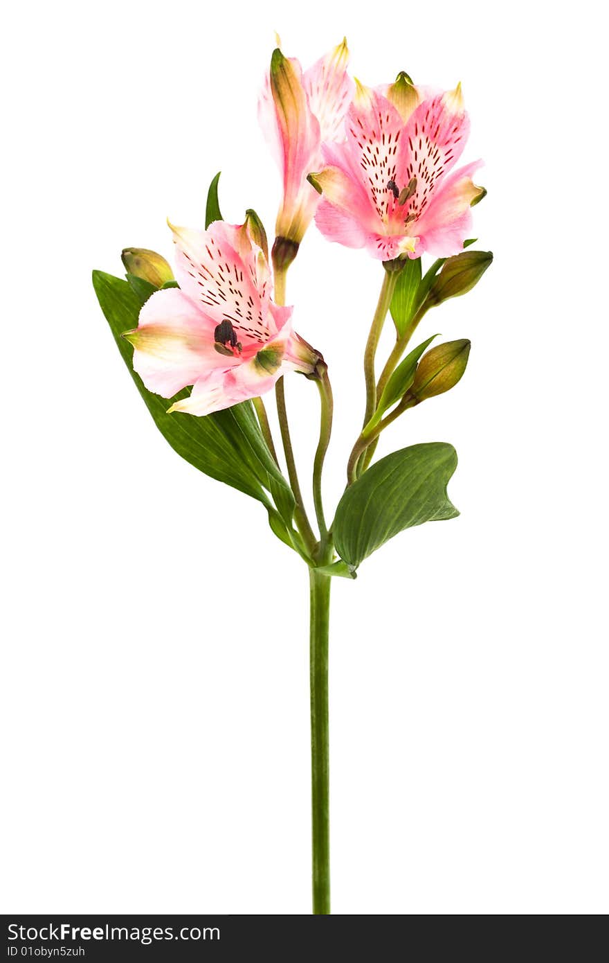 Beautiful pink alstroemeria on a white background