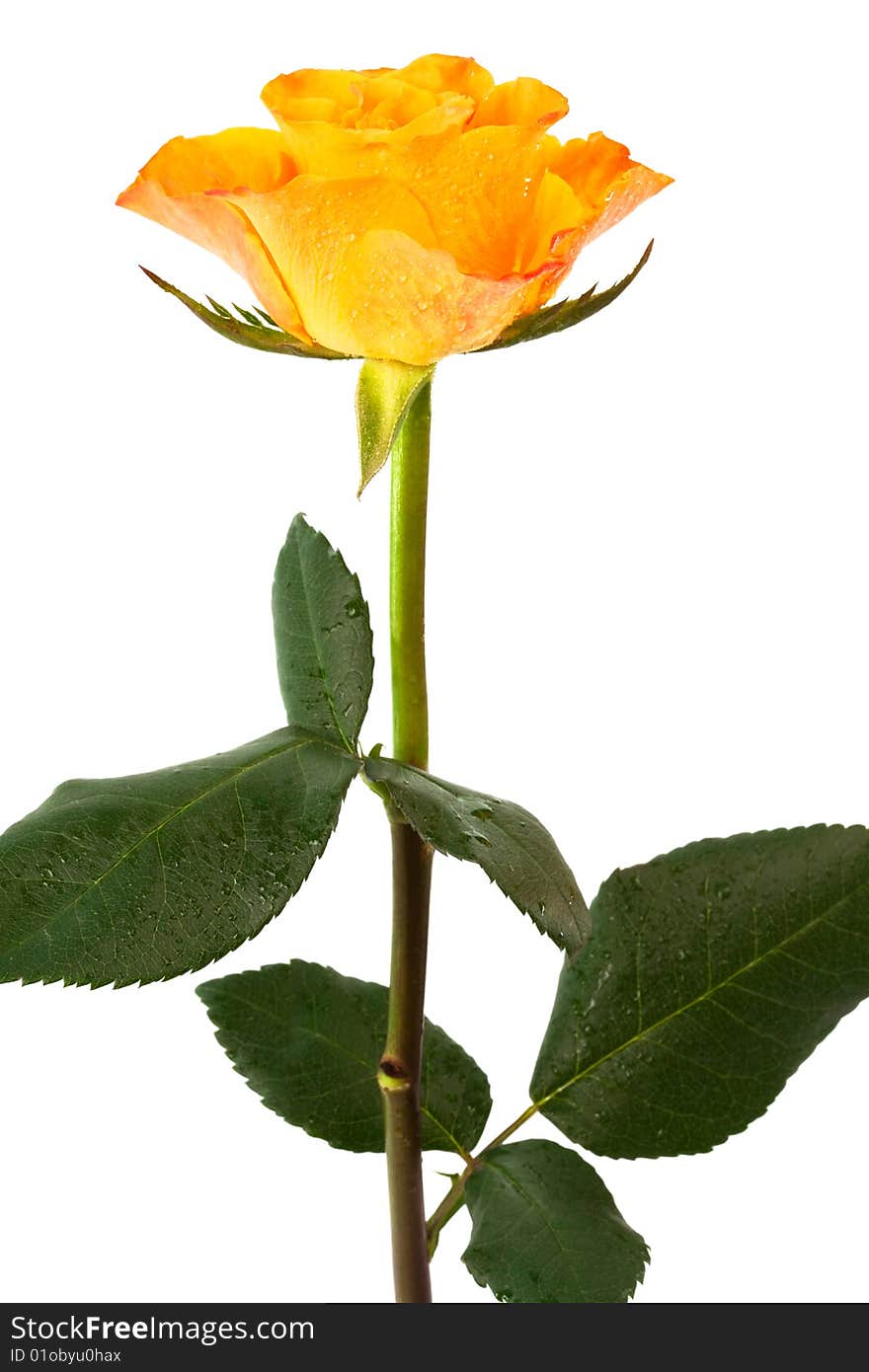 Fresh orange roses on a white background