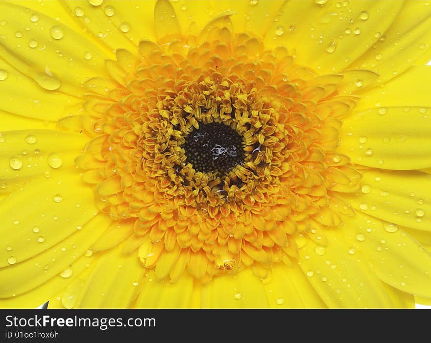 Bright flower on the white background. Macro. Bright flower on the white background. Macro.