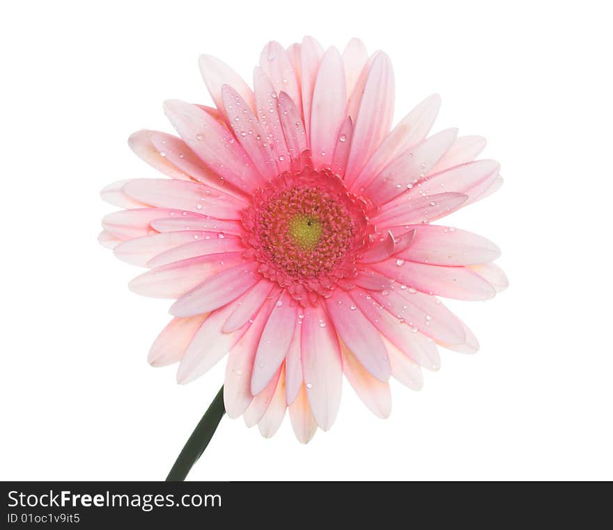 Pink and orange colored gerbera on the white background. Pink and orange colored gerbera on the white background.