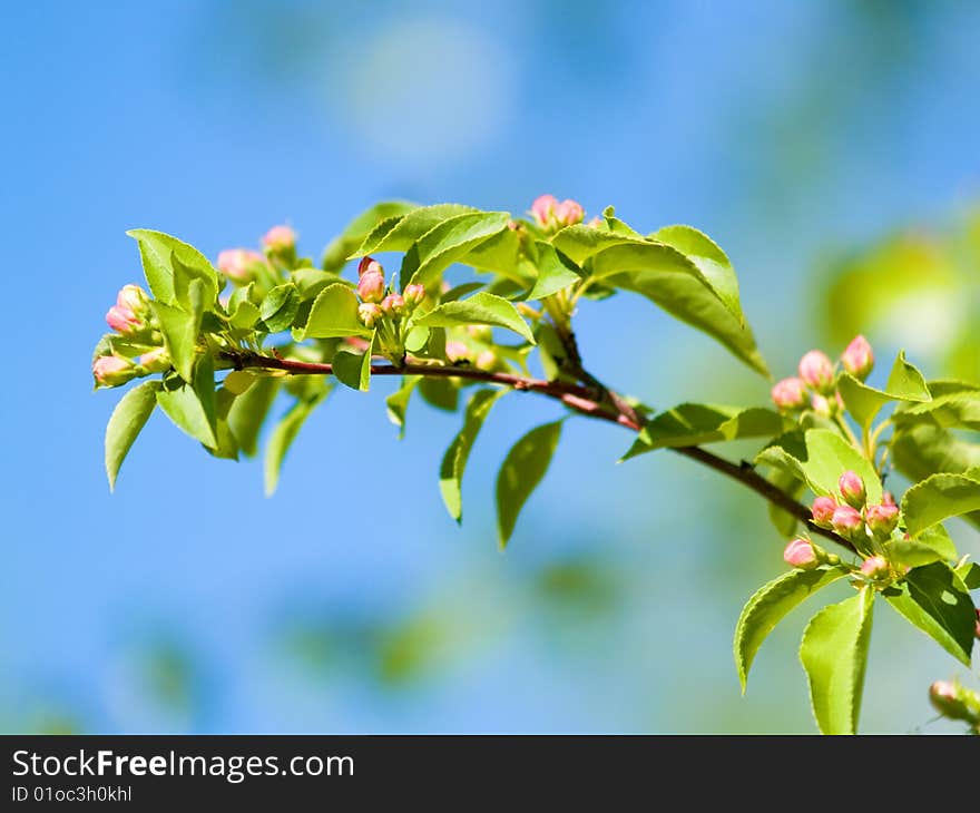 Green branch to apple trees