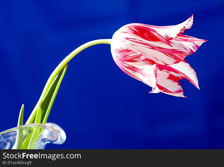 White and red tulip an blue background