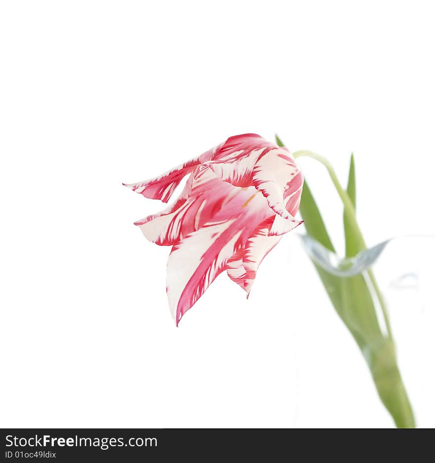 White and red tulip an background