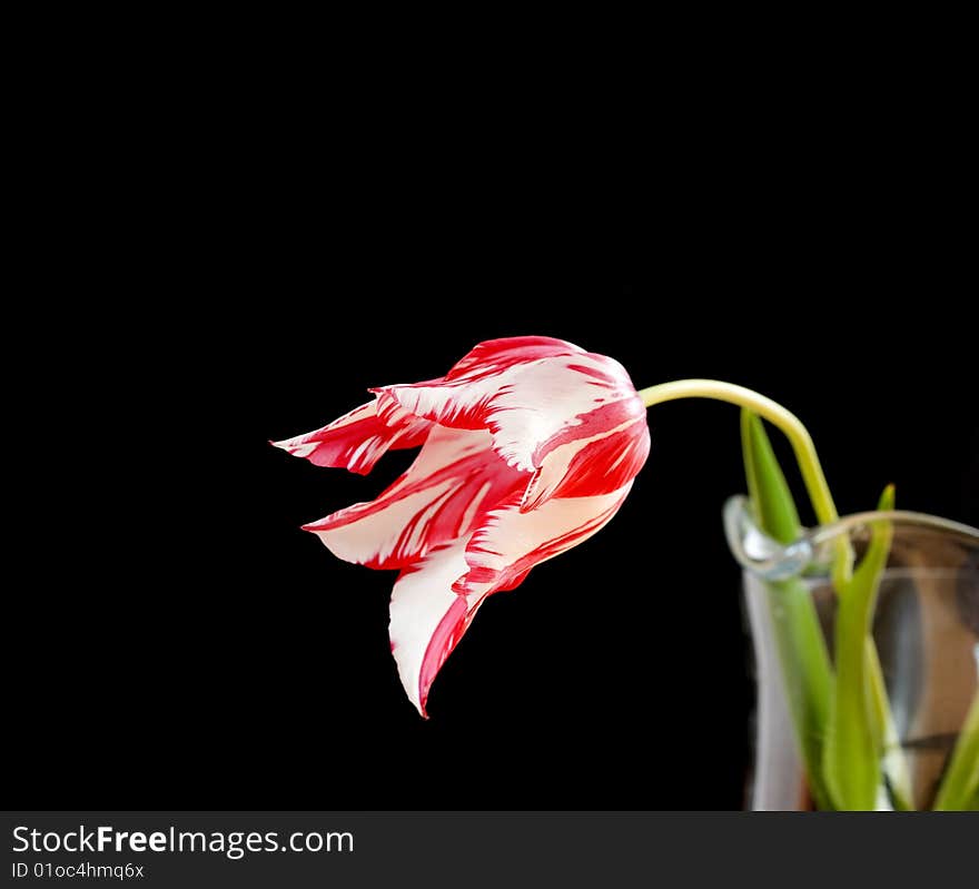 White and red tulip an black background