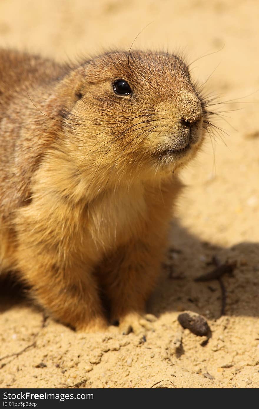 Animals: Portrait of a prairie dog