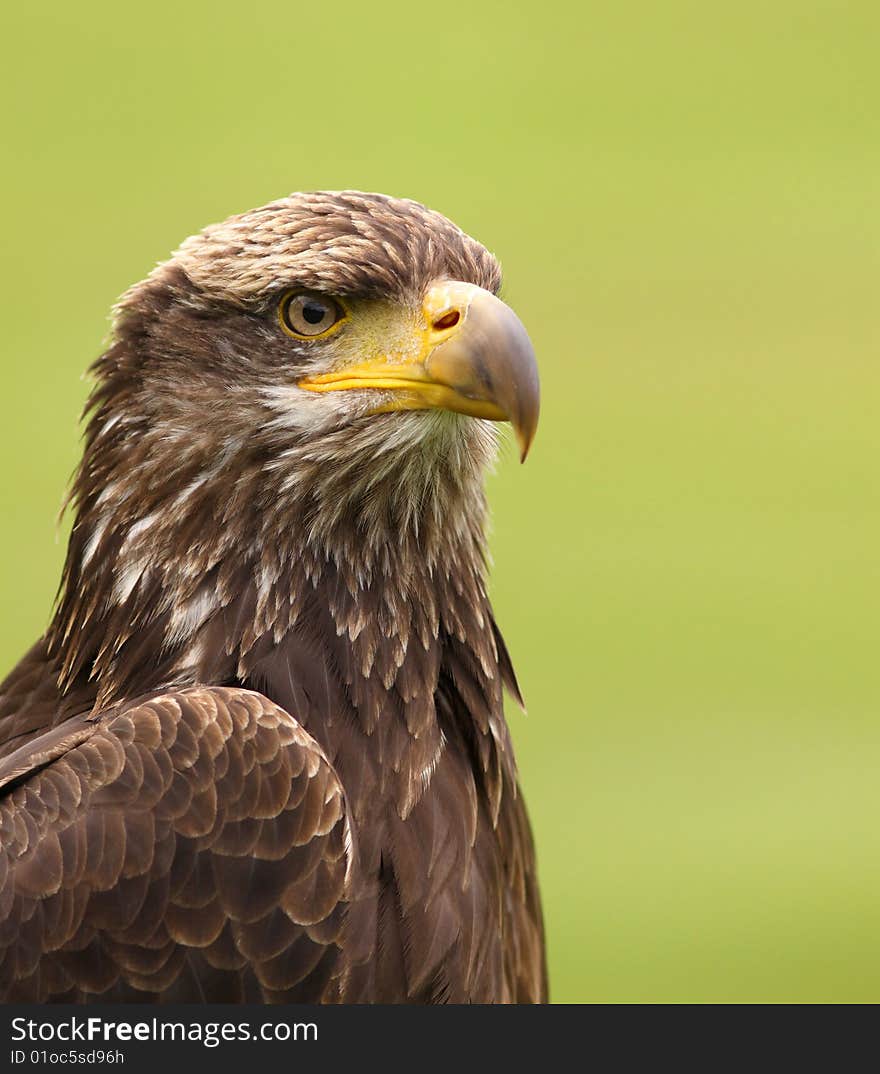 Young bald eagle against green background