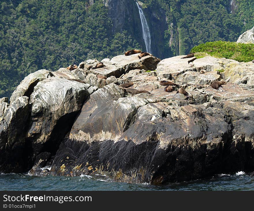 Australasian Fur Seals (Arctocephalus forsteri) resting on a cliff, Milford Sound