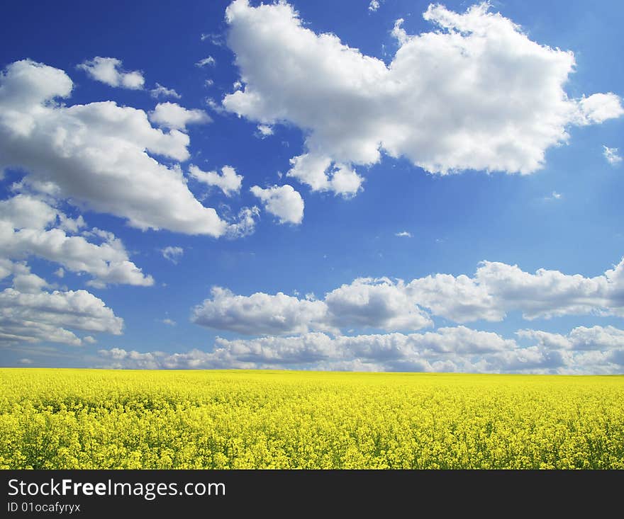 Rape field and clouds in sky