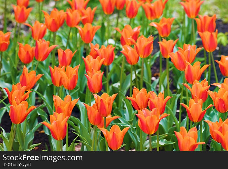 Orange tulips background with blurry depth of field