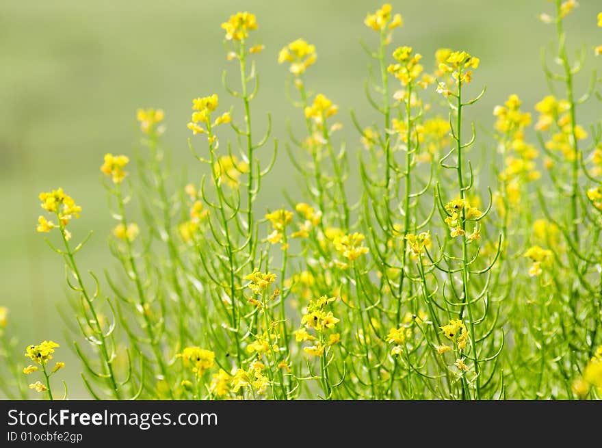 Green grass and field flowers