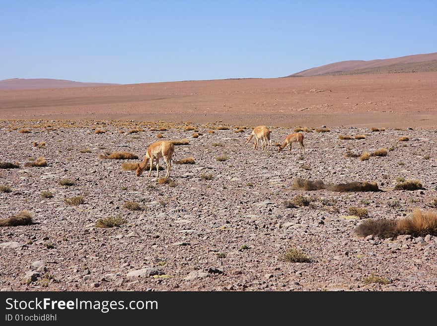 Alpacas in the desert Chili grazing. Alpacas in the desert Chili grazing