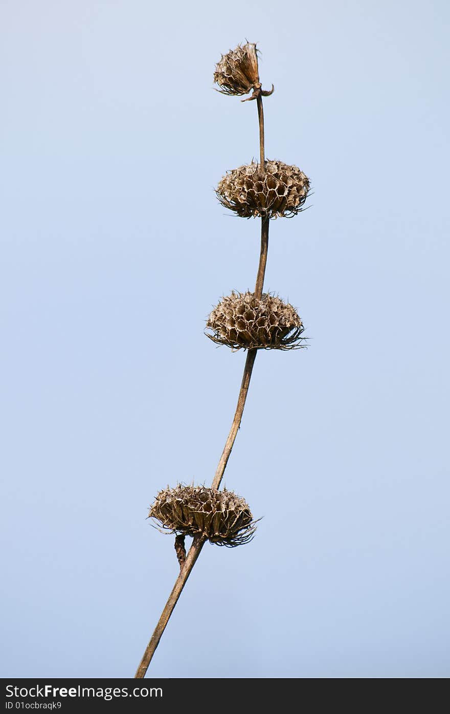 Dry field flowers on a background of pure blue sky