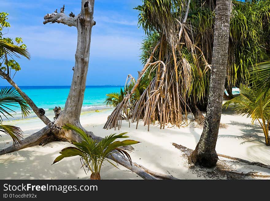 Trees on tropical beach - abstract nature background