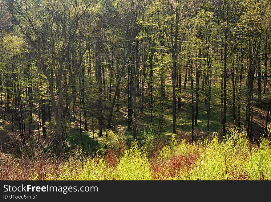 Beech forest in a springtime, sun shining through the leaves; in foreground tops of young silver birch trees. Beech forest in a springtime, sun shining through the leaves; in foreground tops of young silver birch trees.