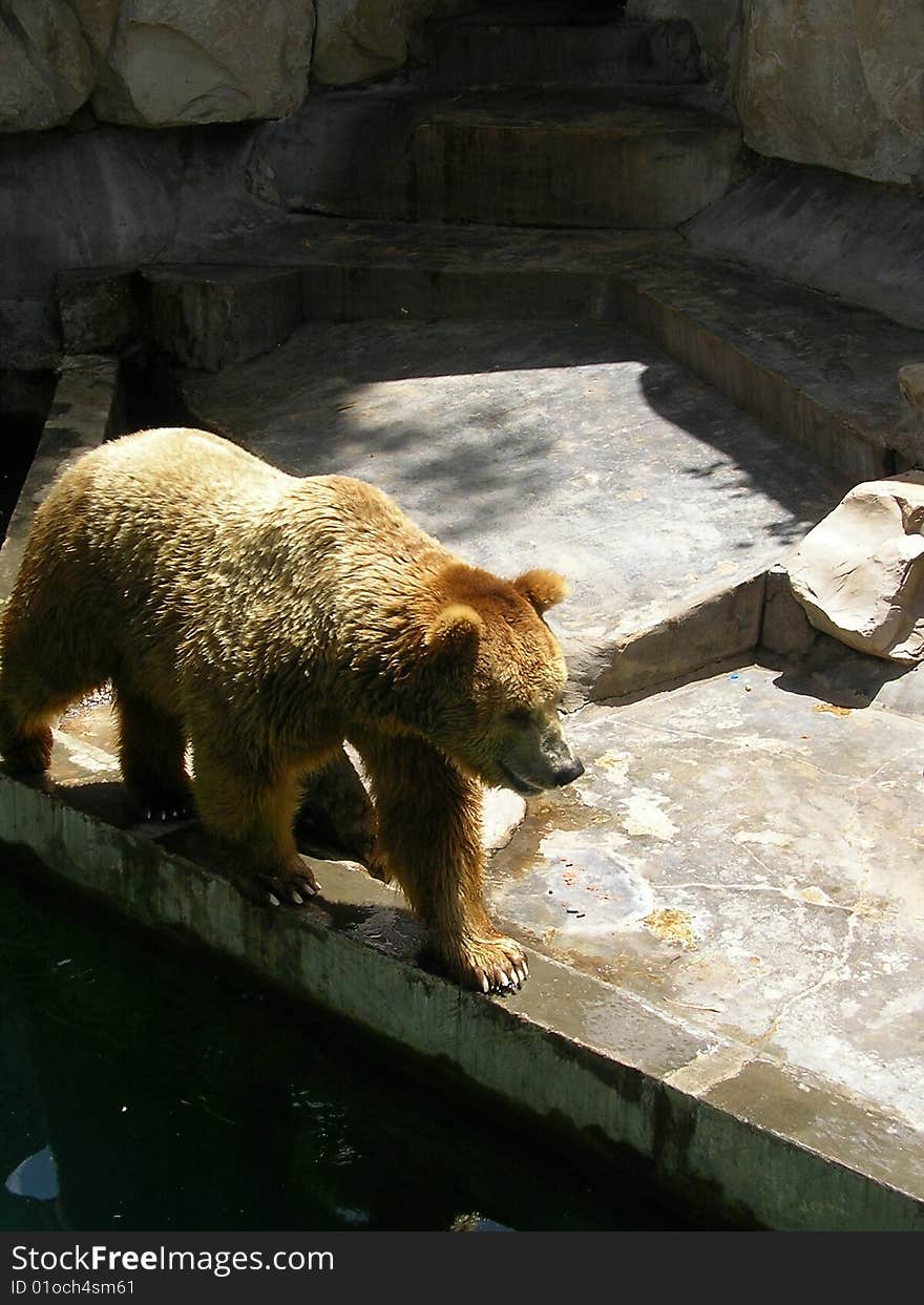 A bear is walking right and left