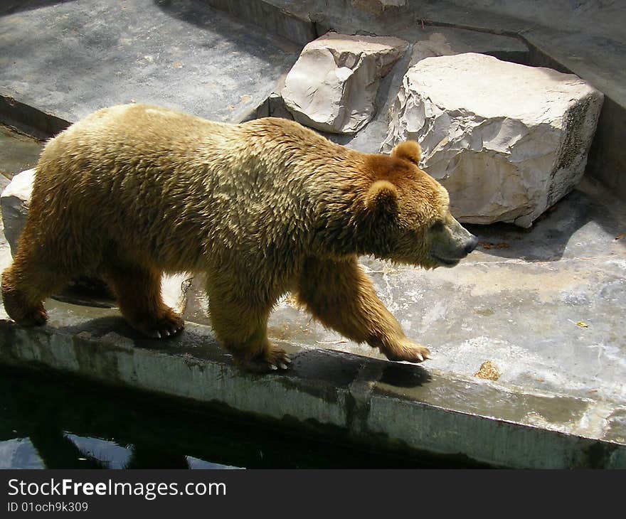 A bear is walking right and left