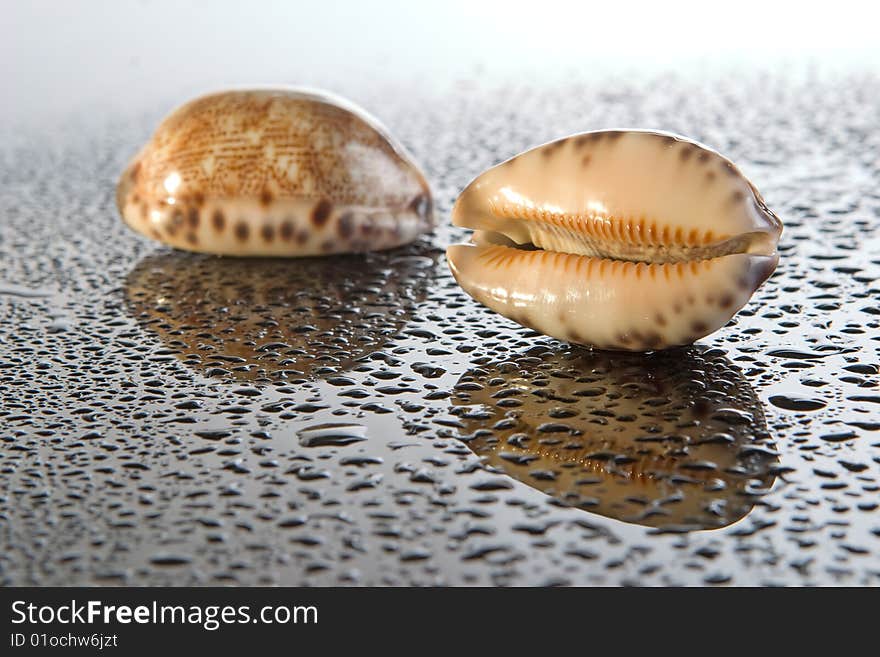 Sea shell on gradient surface