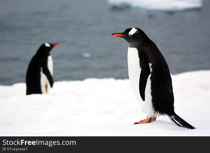 Funny Gentoo penguin with tham colony