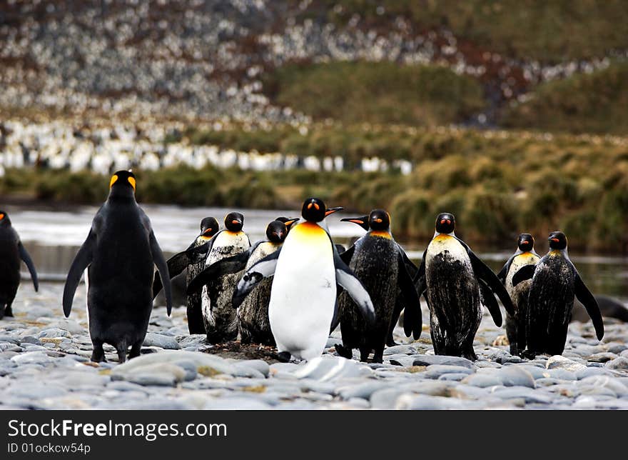 King penguin