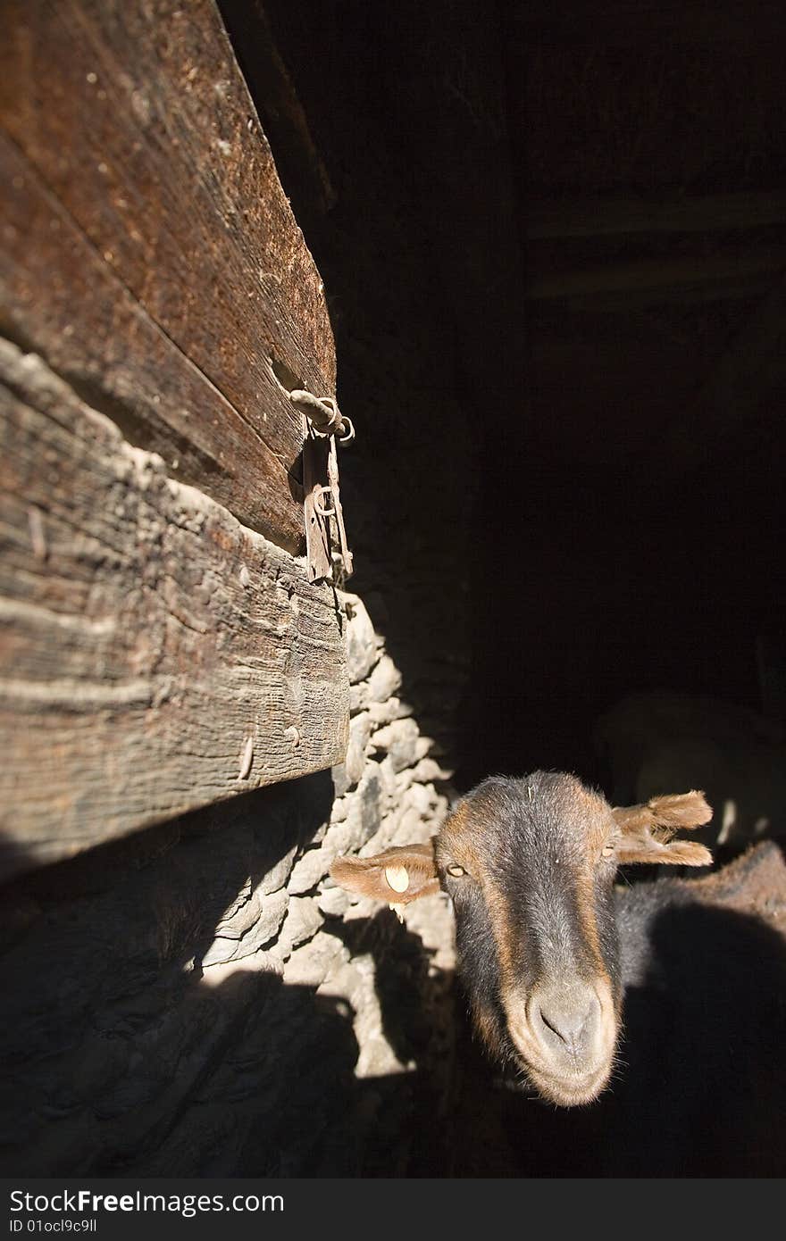 Goat in Cardos Valley in the Pyrenees of Catalonia, Spain