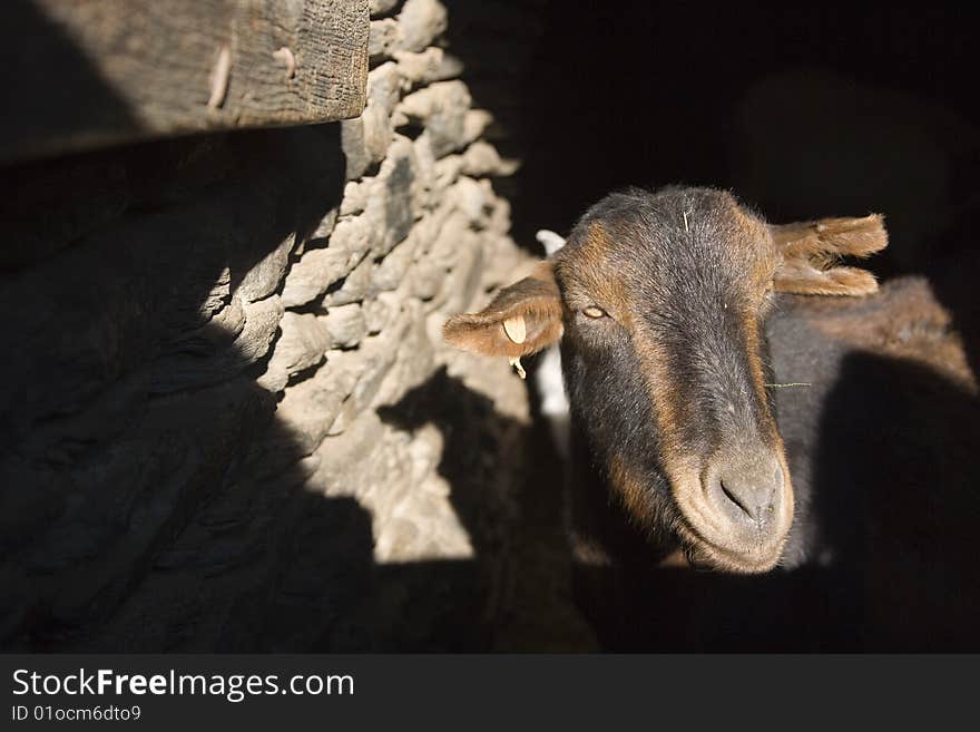 Goat in Cardos Valley in the Pyrenees, Spain, Europe