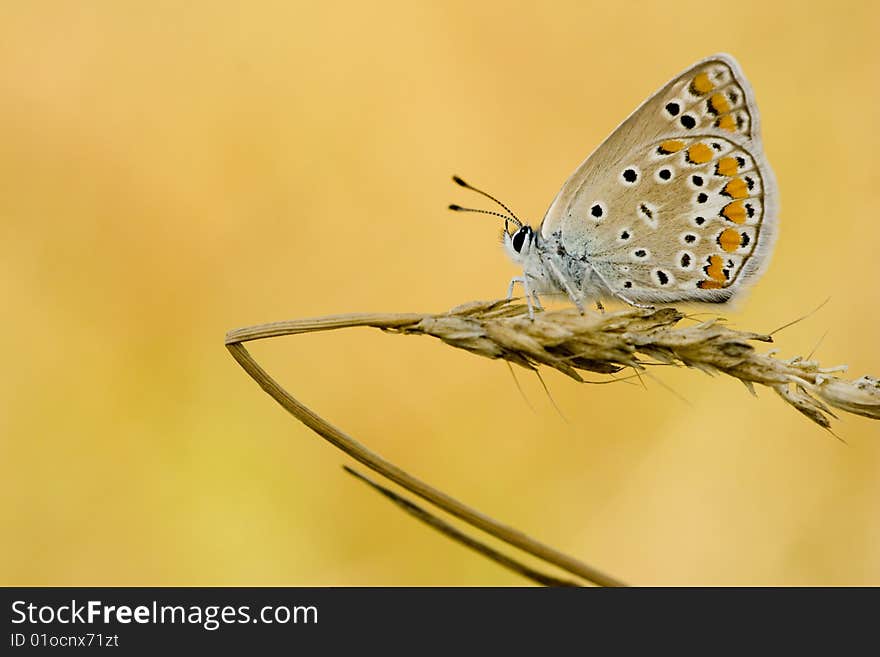 Polyommatus icarus zelleri, common blue, sitting on wheat.