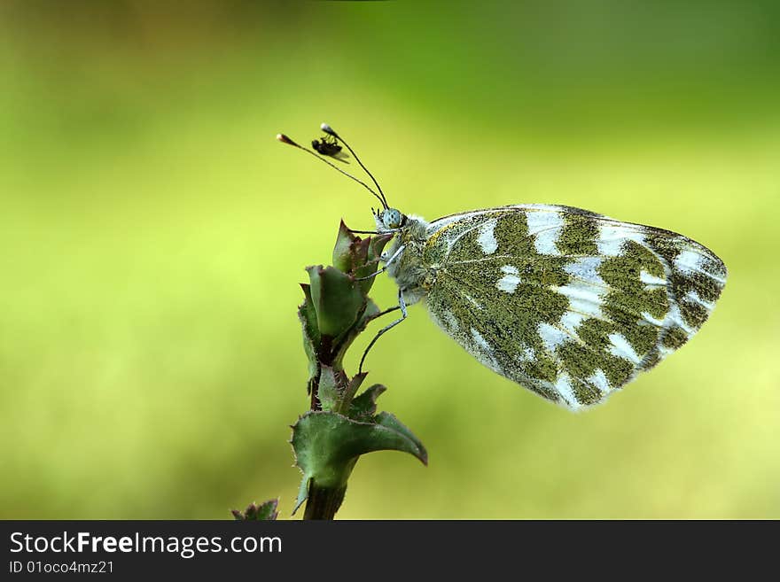 While photographing this Pontia daplidice daplidice, bath white, a fly landed on his feeler. While photographing this Pontia daplidice daplidice, bath white, a fly landed on his feeler