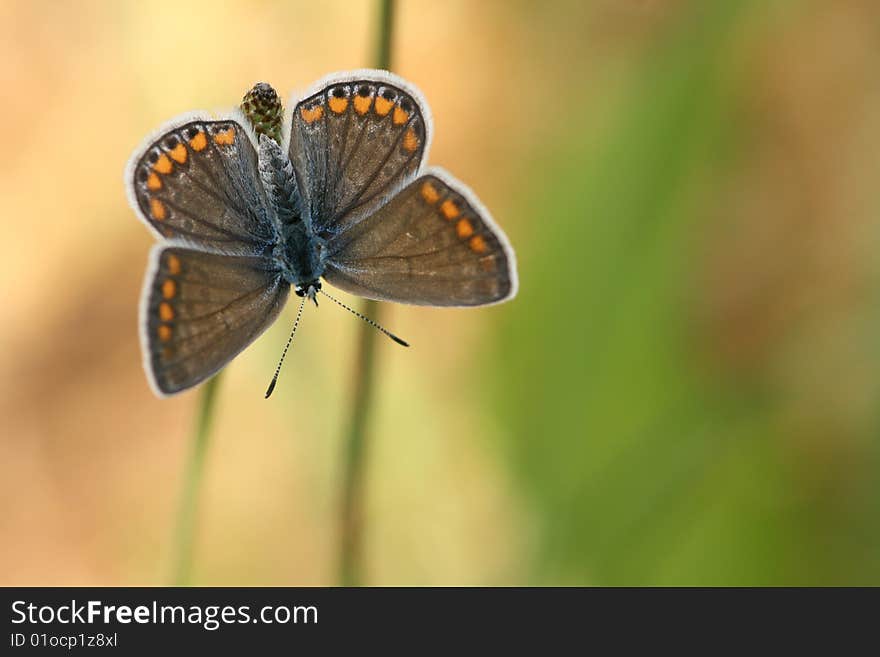 A female common blue in all her glory. A female common blue in all her glory