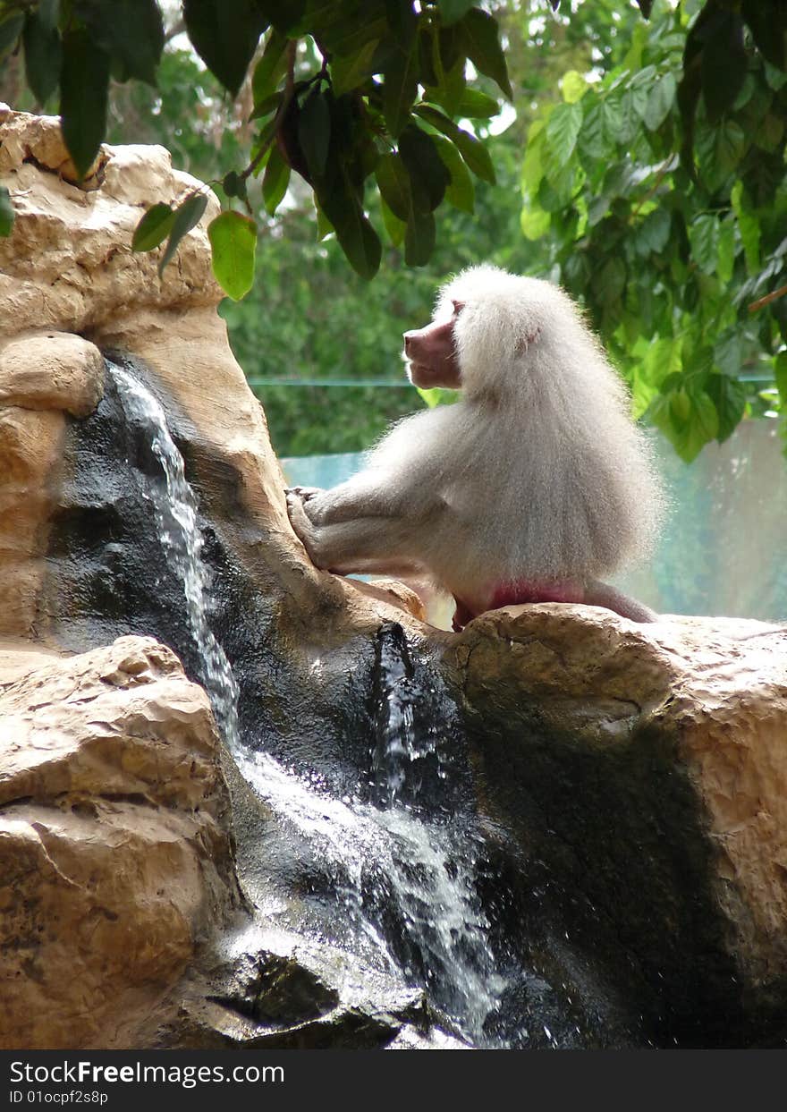 White sitting on a stone at thinking position at waterfall. White sitting on a stone at thinking position at waterfall