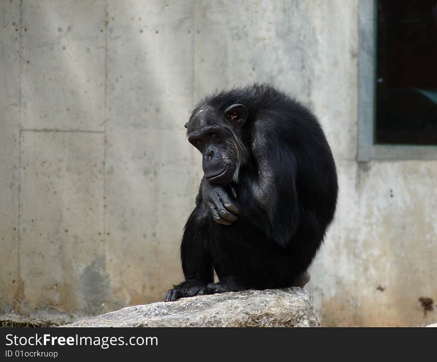 Black gorilla sitting on a stone at thinking position. Black gorilla sitting on a stone at thinking position