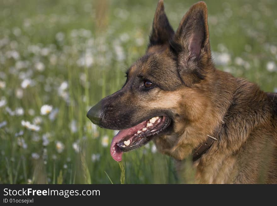 German shepherd on meadow white white daisy. German shepherd on meadow white white daisy