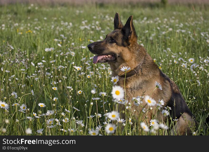 German shepherd on meadow white white daisy. German shepherd on meadow white white daisy