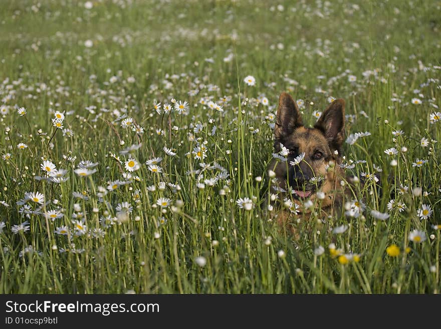 German shepherd on meadow white white daisy. German shepherd on meadow white white daisy