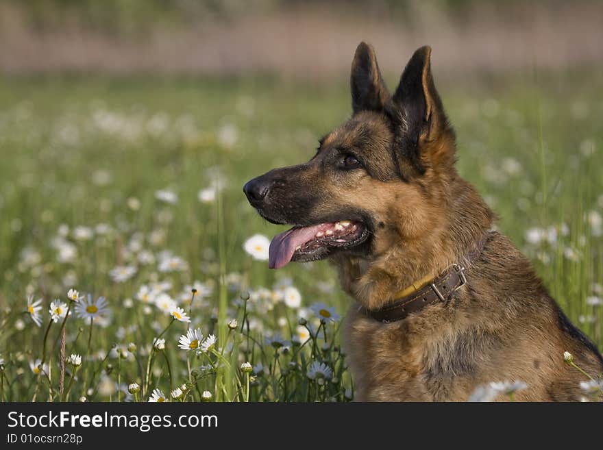 German shepherd on meadow white white daisy. German shepherd on meadow white white daisy