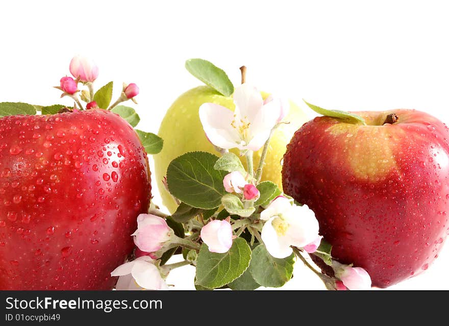 Three apples about apple-tree flowers on a white background, it is isolated.