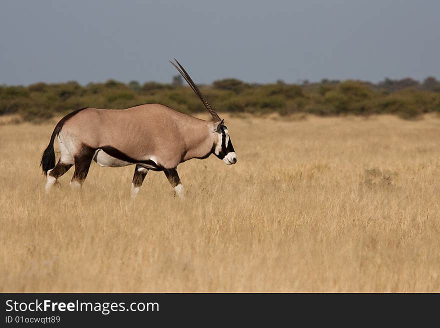 Gemsbok walking at Deception Pan, Central Kalahari Game Reserve, Botswana. Gemsbok walking at Deception Pan, Central Kalahari Game Reserve, Botswana