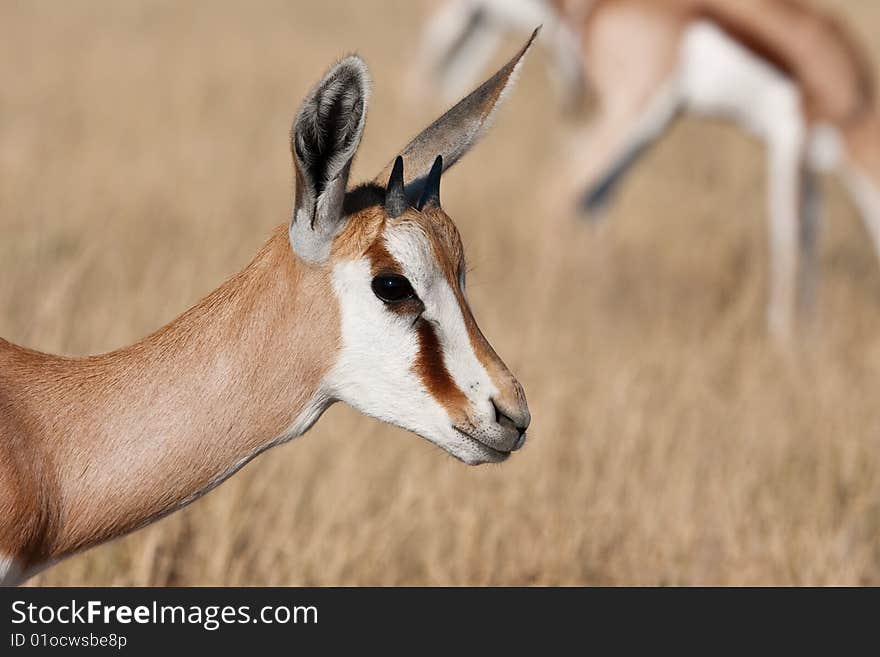 Closeup portrait of a young Springbok at Deception Pan, Central Kalahari Game Reserve, Botswana