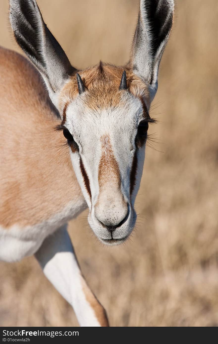 Closeup portrait of a young Springbok at Deception Pan, Central Kalahari Game Reserve, Botswana