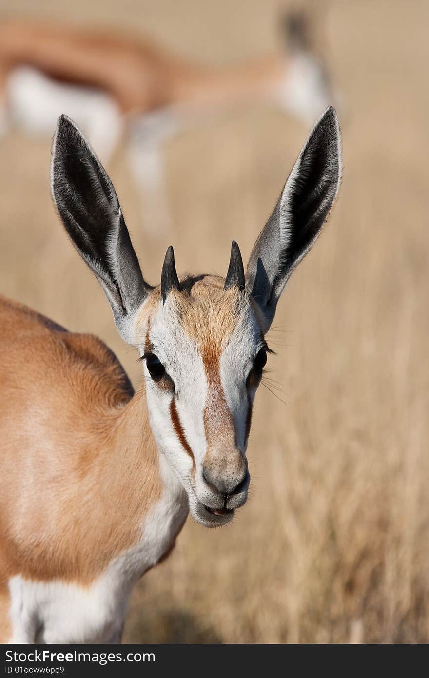 Closeup portrait of a young Springbok at Deception Pan, Central Kalahari Game Reserve, Botswana