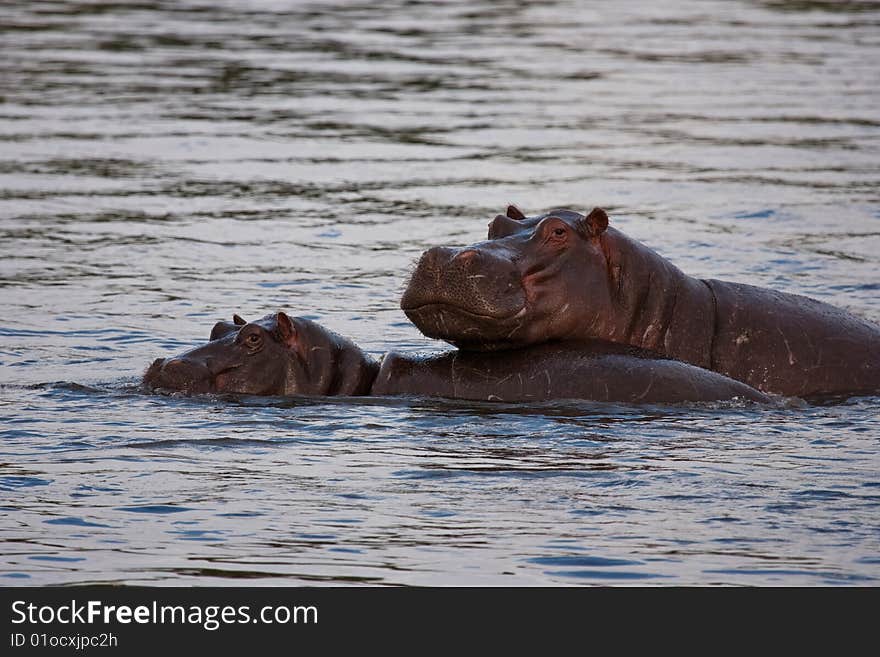 Hippo With Young