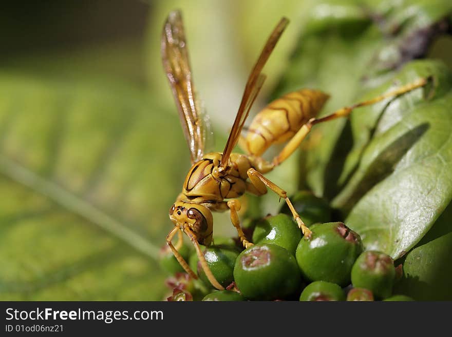 Wasp eating green fruits