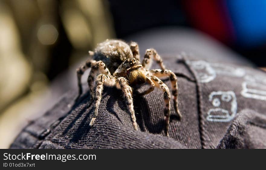 Scary Wolf spider on hat