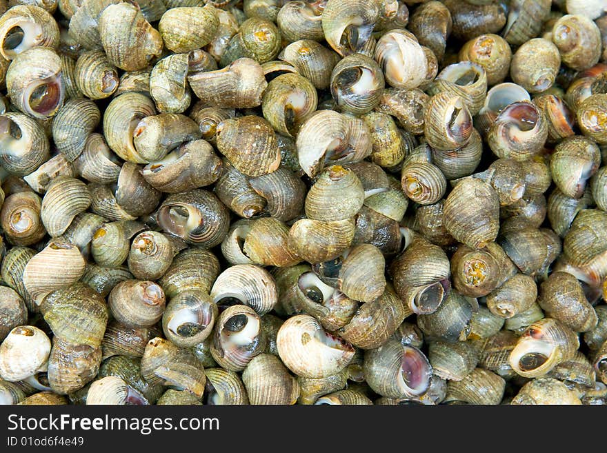 View in close up of a huge pile of snails.