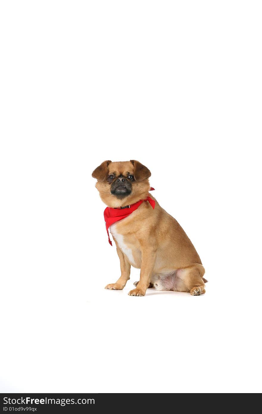 Small, ugly dog with red scarf sitting and looking alert