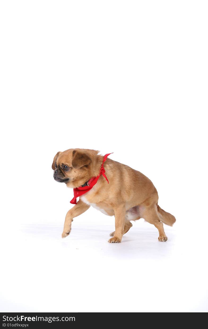 Small Brown Pug Dog With Red Scarf