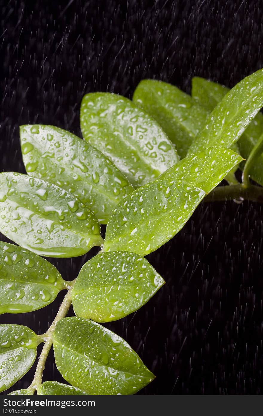 Fresh Water Drops on Green Plant Leaf. Fresh Water Drops on Green Plant Leaf