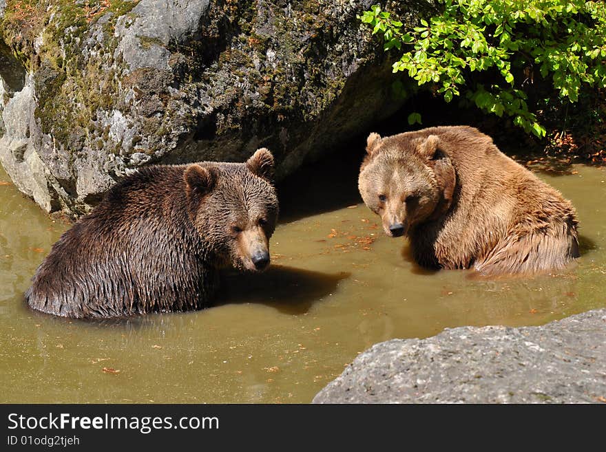 Two bears in watering place taking bath