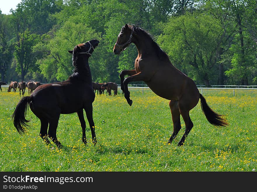 Black Horses