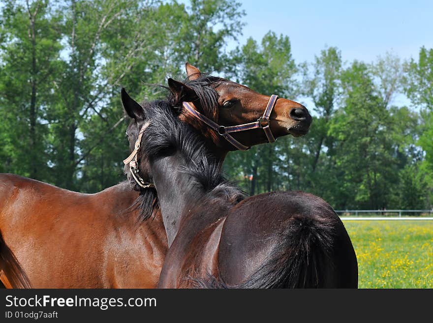 Thoroughbred horses are one of the most beautiful animal in the world. Thoroughbred horses are one of the most beautiful animal in the world